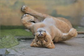 <p>LEV KONŽSKÝ (Panthera leo bleyenberghi) ZOO Ústí nad Labem</p>